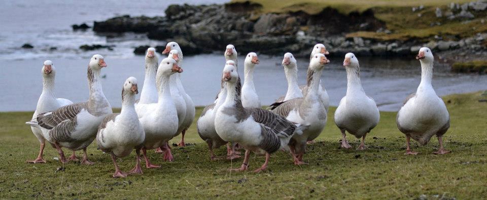 Shetland geese free range in Shetland