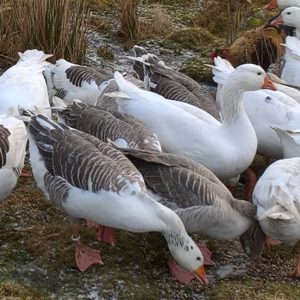 Shetland Geese