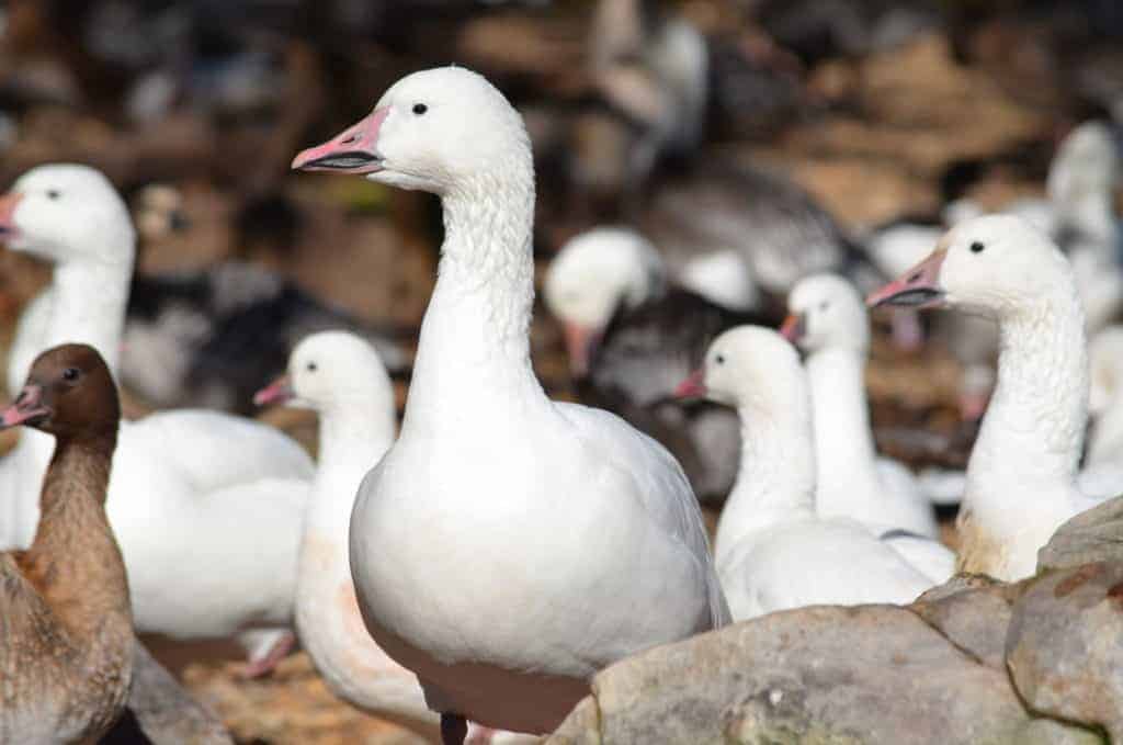 Group of Snow Geese