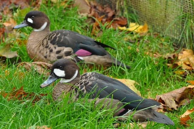 pair of Bronze-winged ducks
