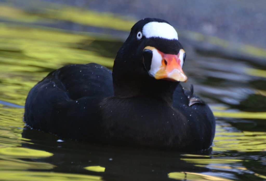 Surf Scoter drake from the front