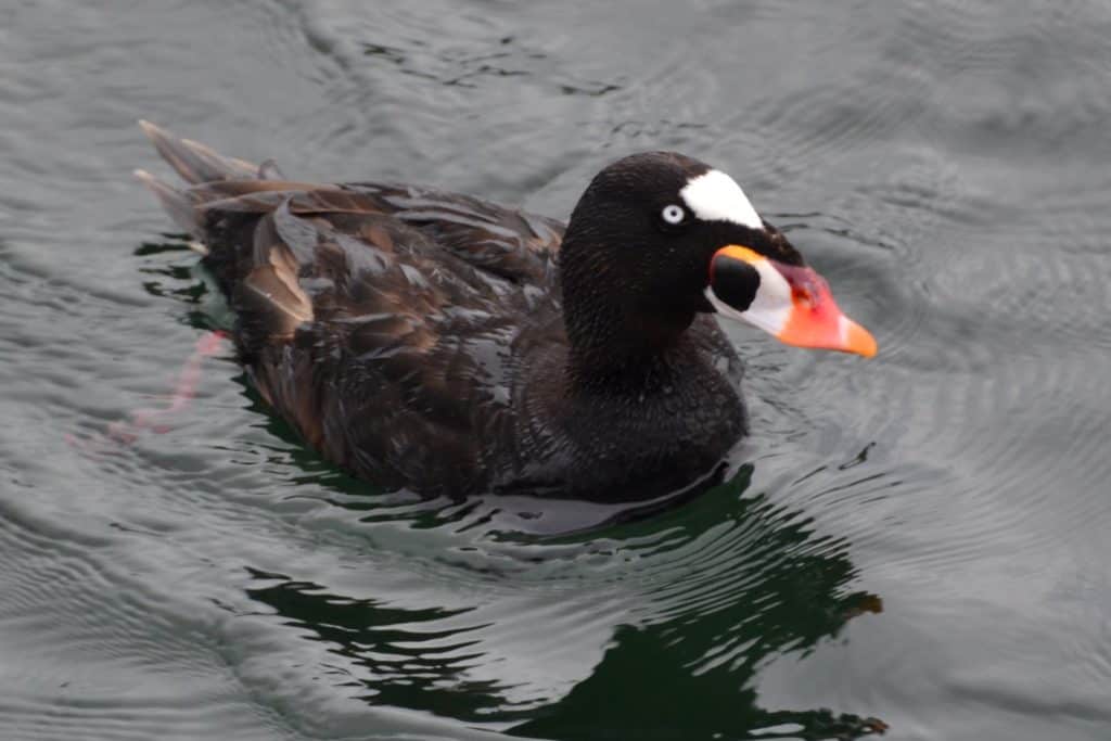 Surf Scoter drake swimm ing