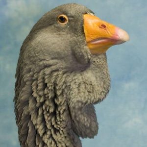 head shot of a Toulouse goose