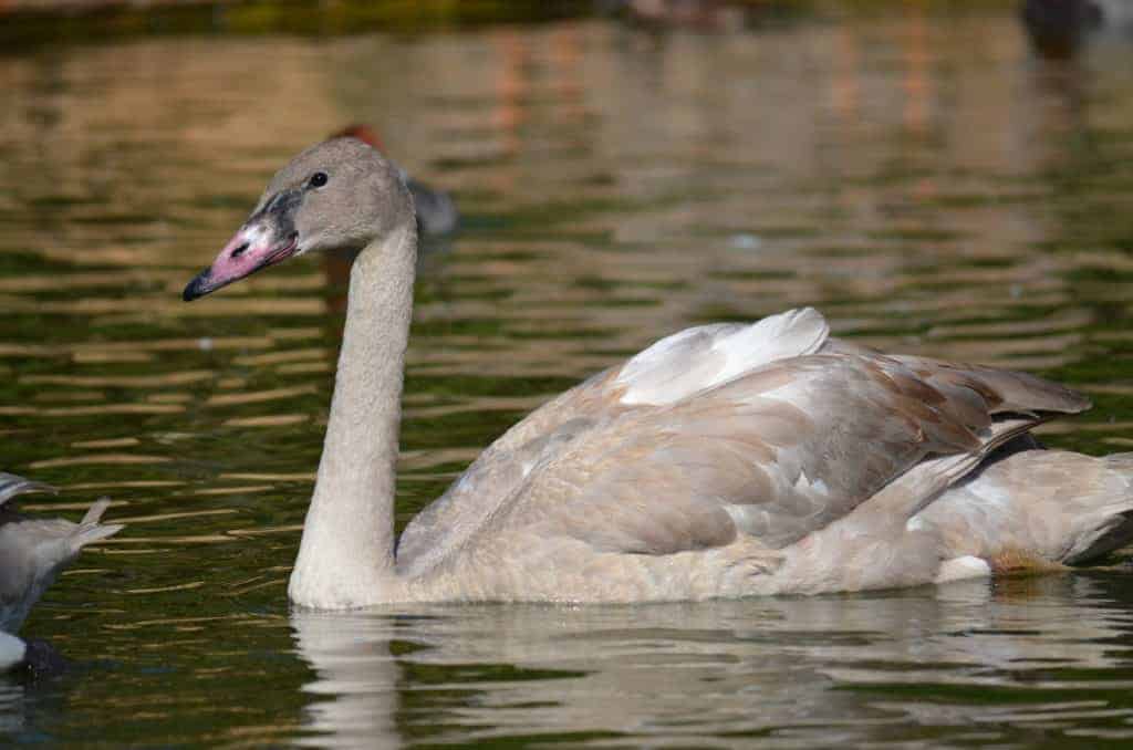 Trumpeter Swan juvenile swimming