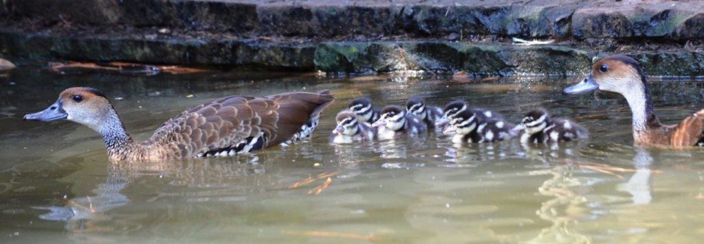 family ogf West Indian Whistling Ducks