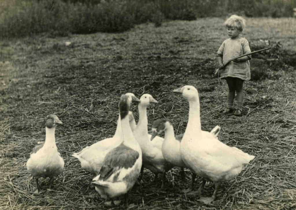 flock of West of England geese with a small child
