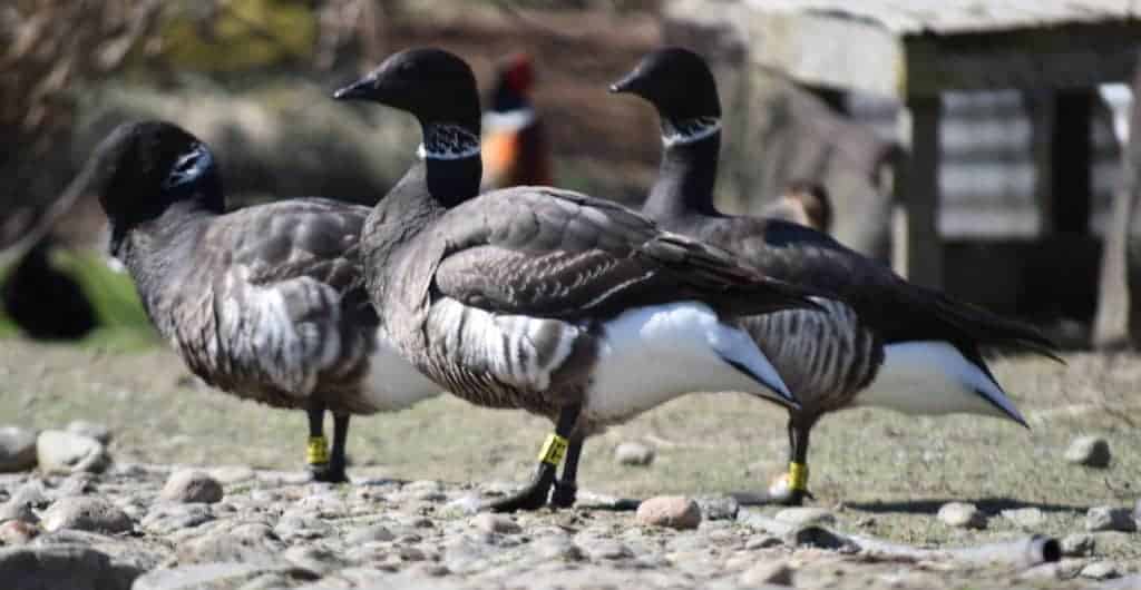 3 Brent geese