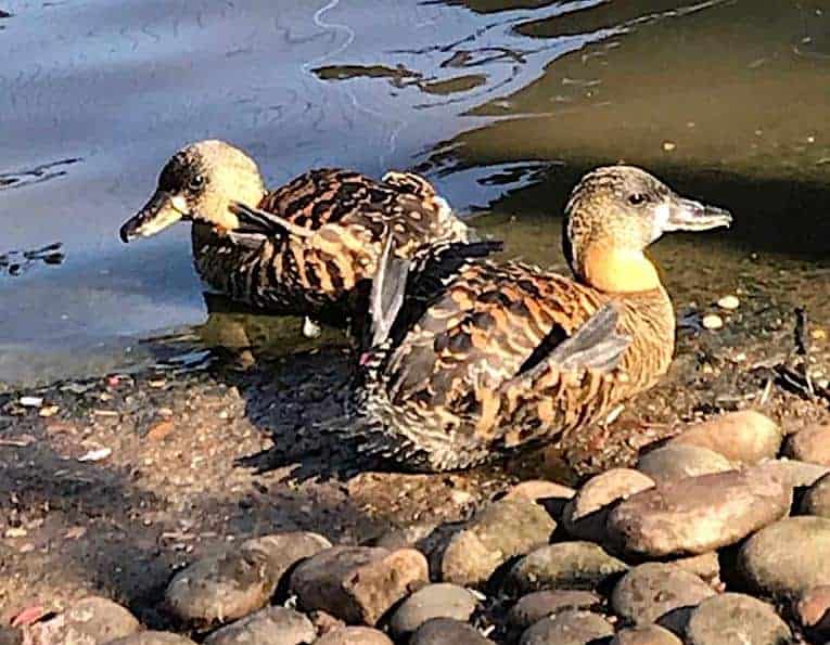 2 White-backed Ducks on the bank with their feet up