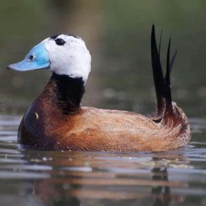 White-headed Duck