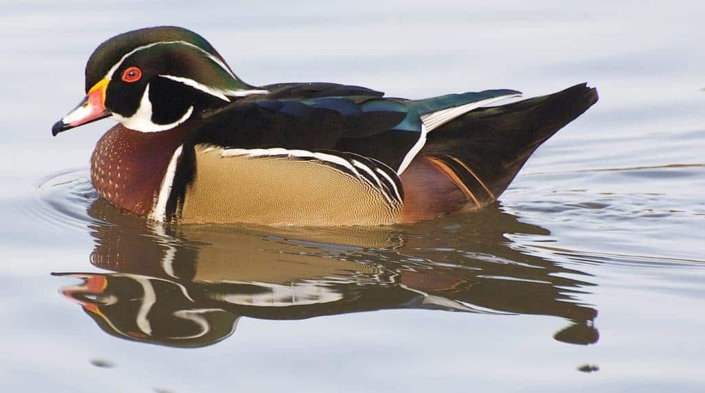 Wood Duck swimming with nice reflections
