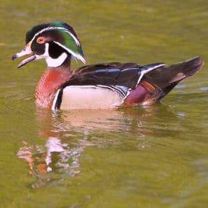 Wood Duck swimming