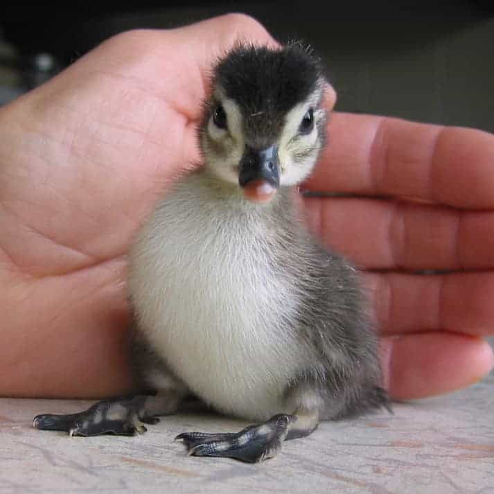 Day-old Wood Duck duckling on a table with hand behind