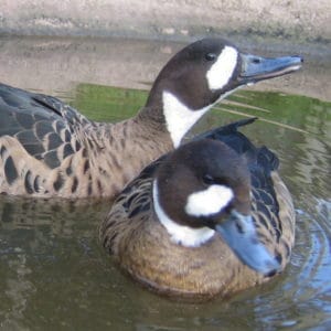 2 Spectacled Ducks in a pool
