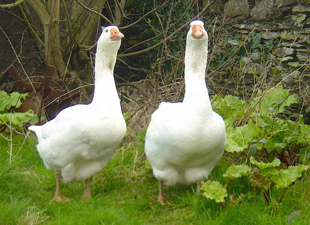 2 Embden geese head-on
