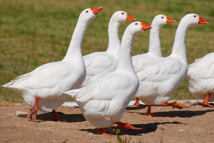 group of Embden Geese