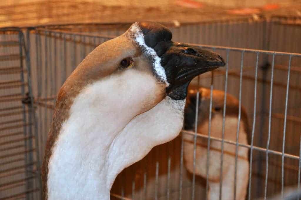 African Goose head