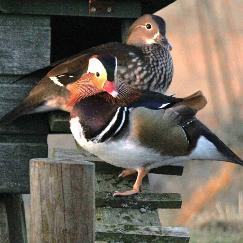 pair of Mandarin ducks standing outside a nest box