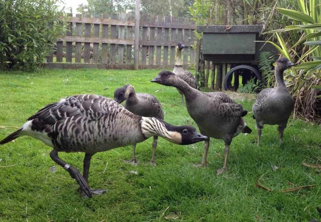 Ne-ne goose family