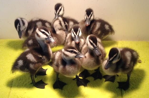 group of Javan (Lesser) Whistling ducklings on a yellow towel