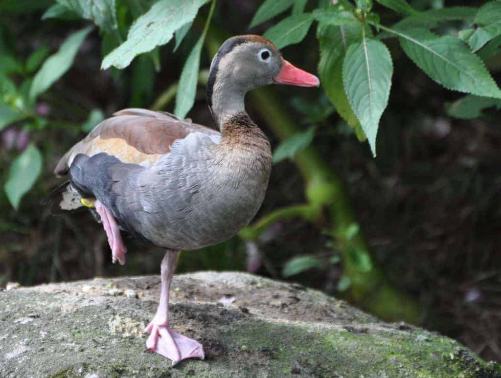 Black-bellied Whistling Duck - British Waterfowl Association