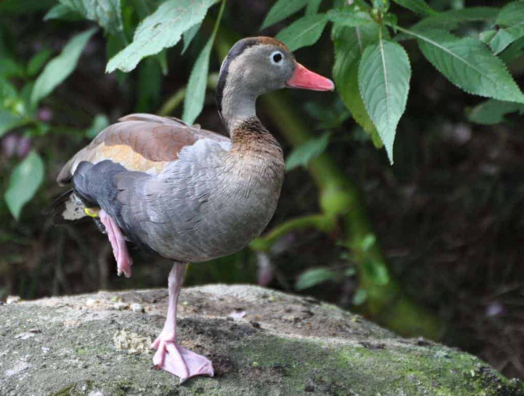 Southern Black-bellied Whistling Duck