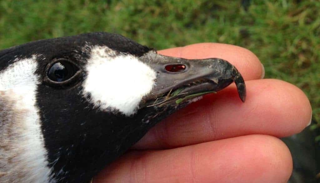 Overgrown bill on a Redbreasted Goose