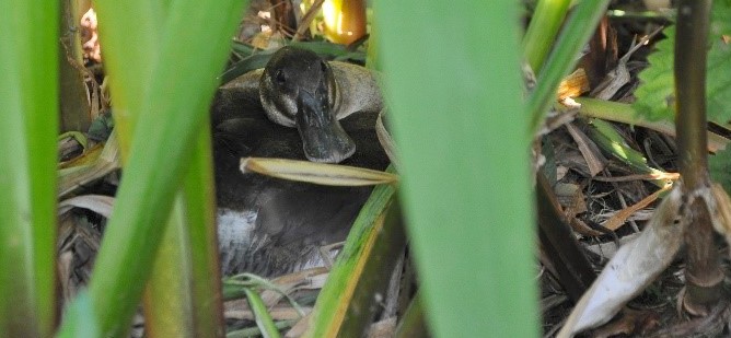 Ruddy duck on a nest in deep vegetatioj