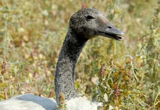 Black-necked Swan panting