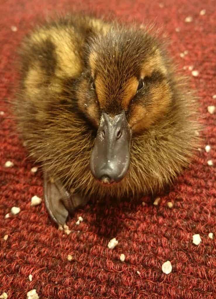 Black-headed duckling