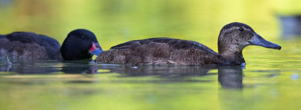 a piar of Balck-headed ducks swimming