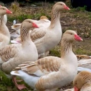 Brecon Buff geese