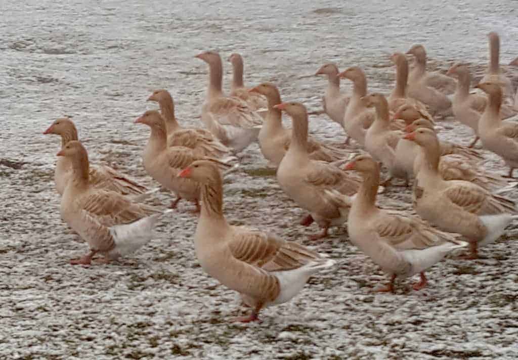 Brecon Buff geese