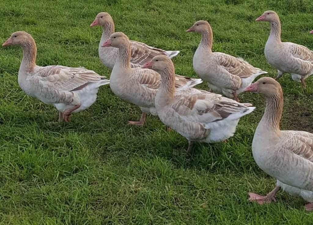 Brecon Buff geese