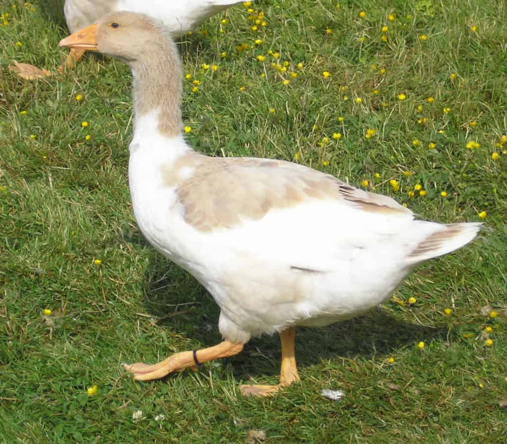 Buff Back gosling in a field