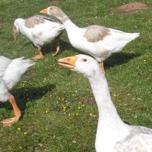 Juvenile Buff-back geese in a field