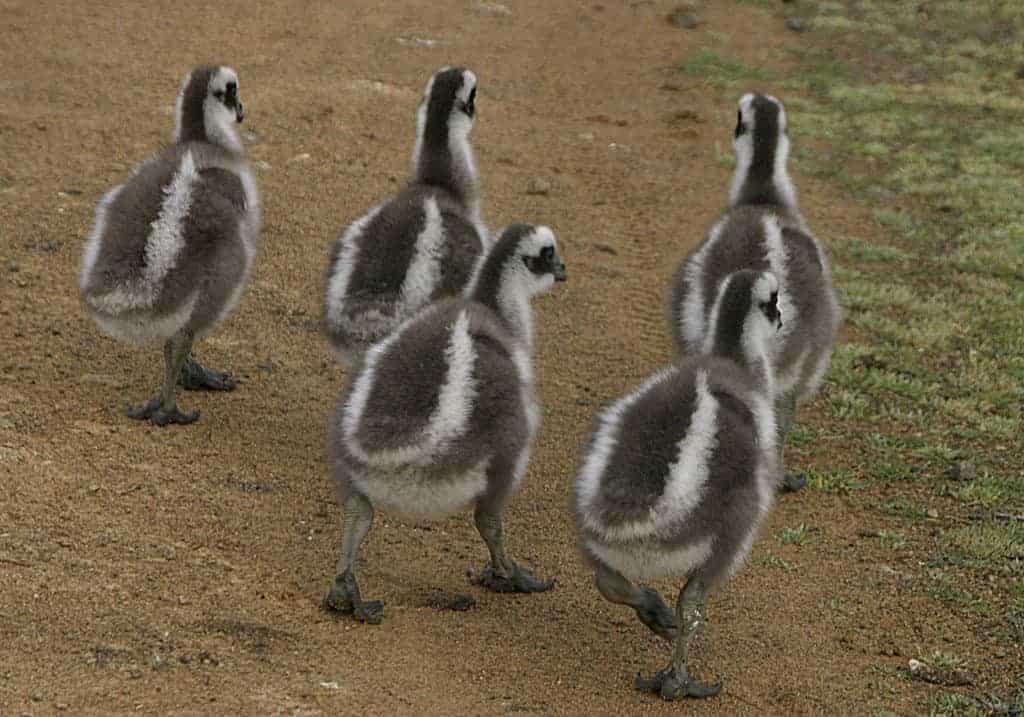 Cape Barren goslings