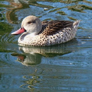 Cape teal swimming