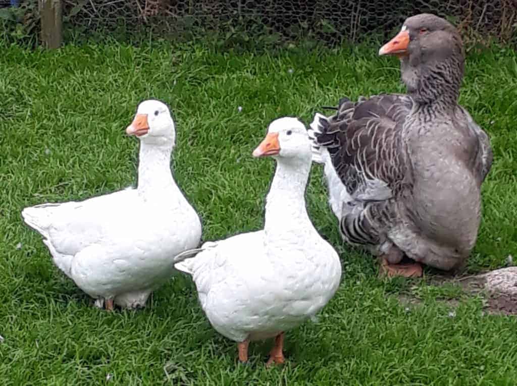 Czech Geese alongside a Toulouse