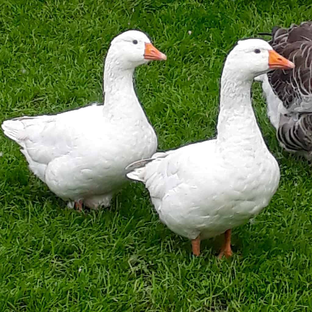 Light Geese British Waterfowl Association