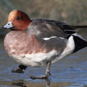 European Wigeon drake standing on ice