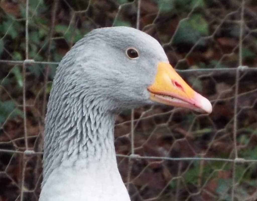 Head of a Franconian hGoose