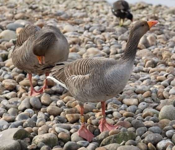 Alert Greylag goose standing on cobbles