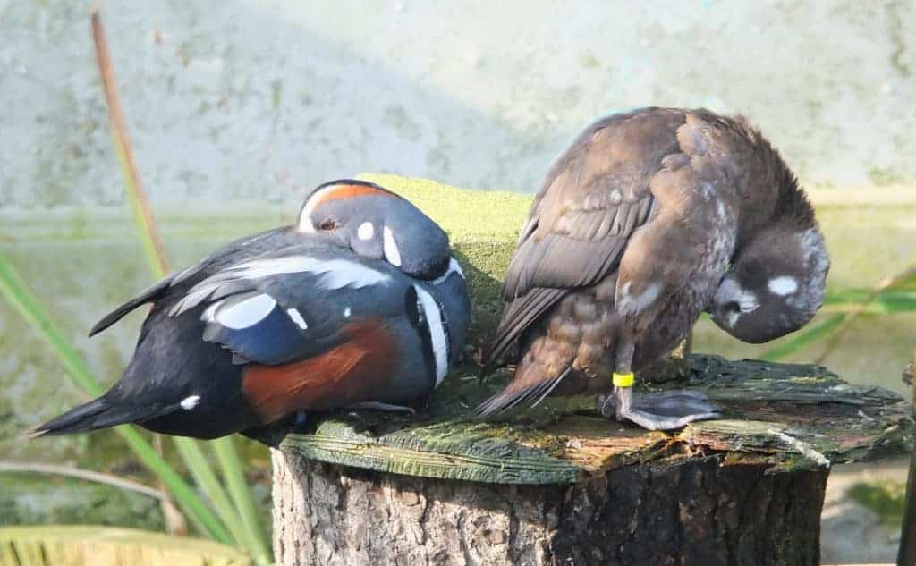 pair of Halequin Ducks sitting on a stump