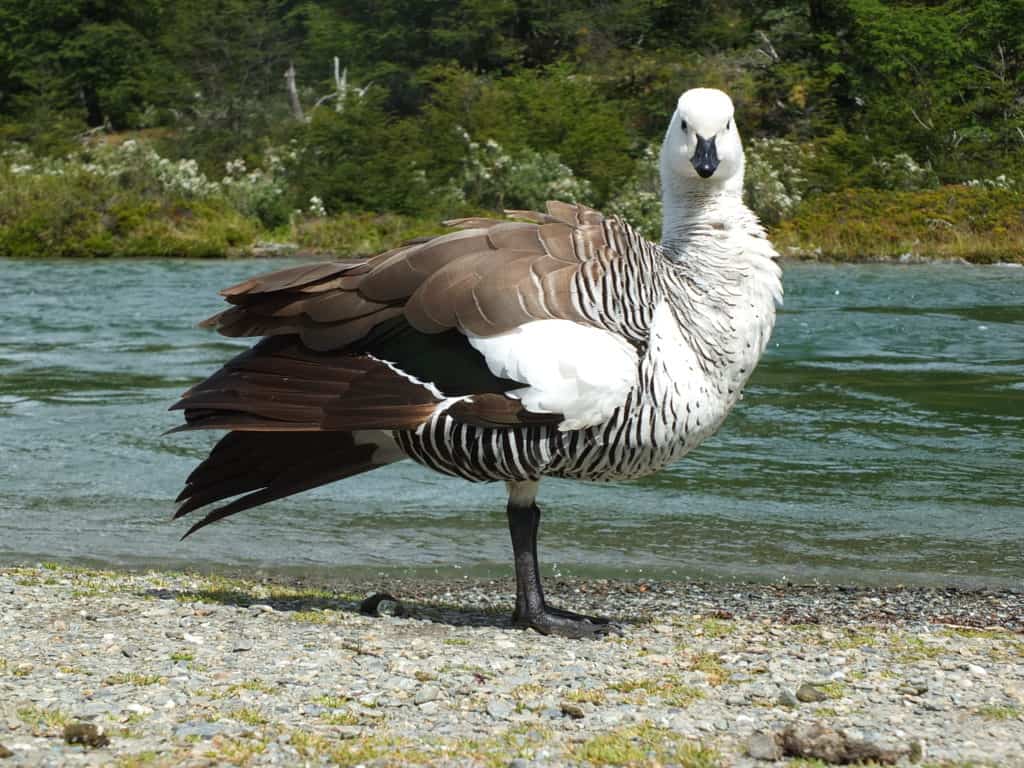 Upland Goose male