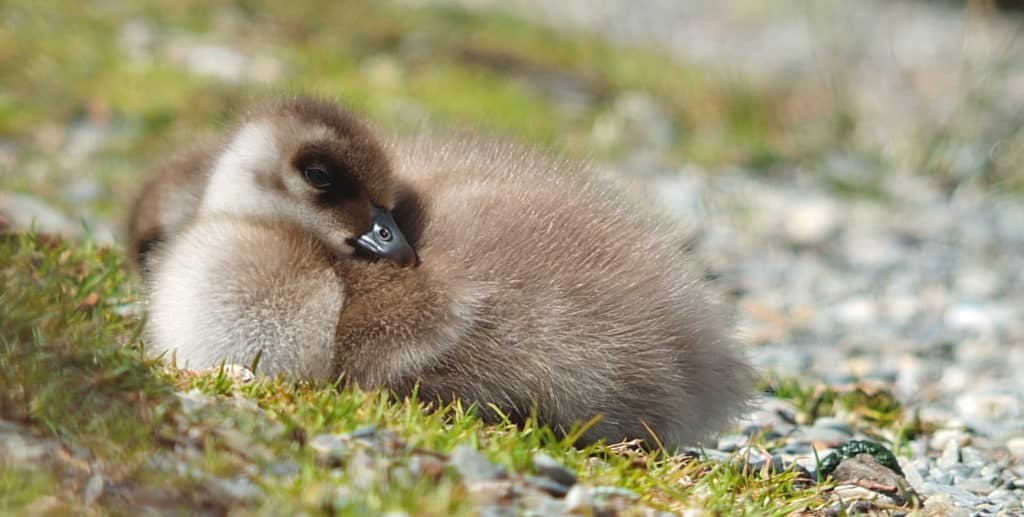 Upland gosling