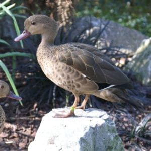 Madagascar Teal standing on a rock