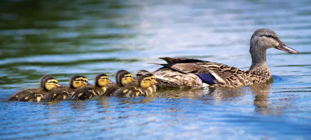 Female Mallard duck (Anas platyrhynchos) and adorable ducklings swimming in lake