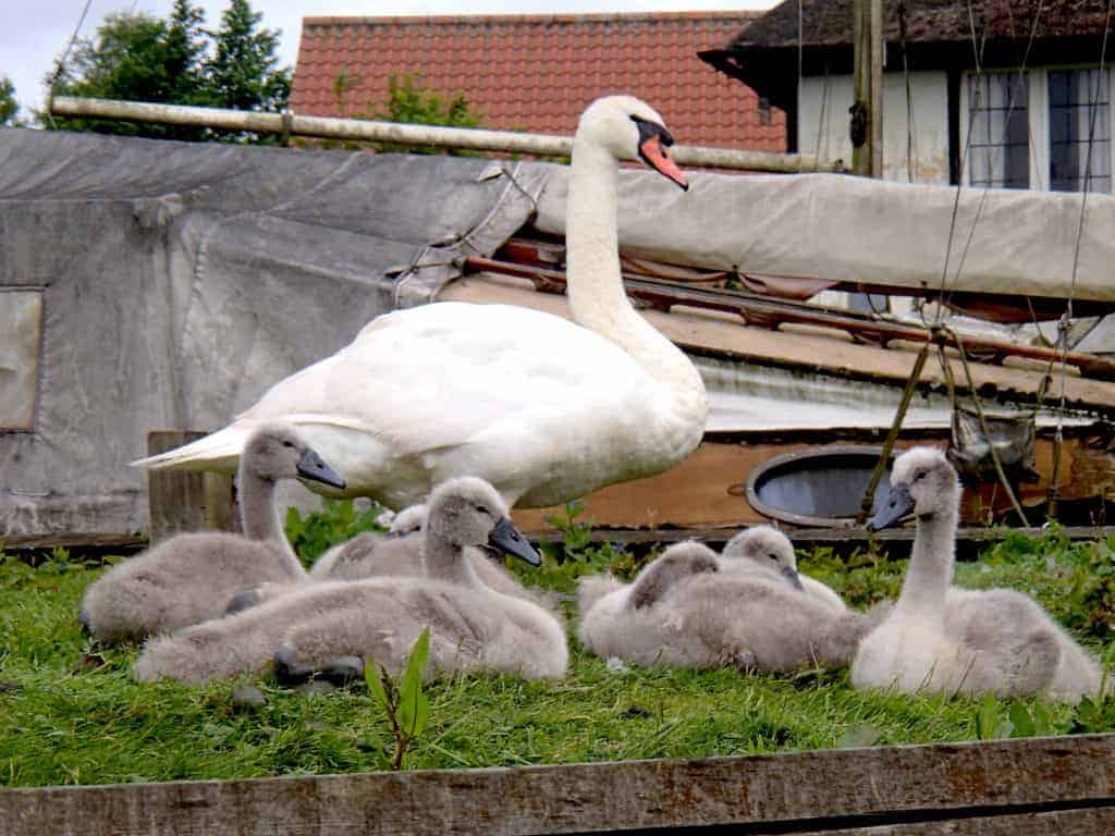 Mute swan with cygnets loafing onn bank in front of a neglected old boat