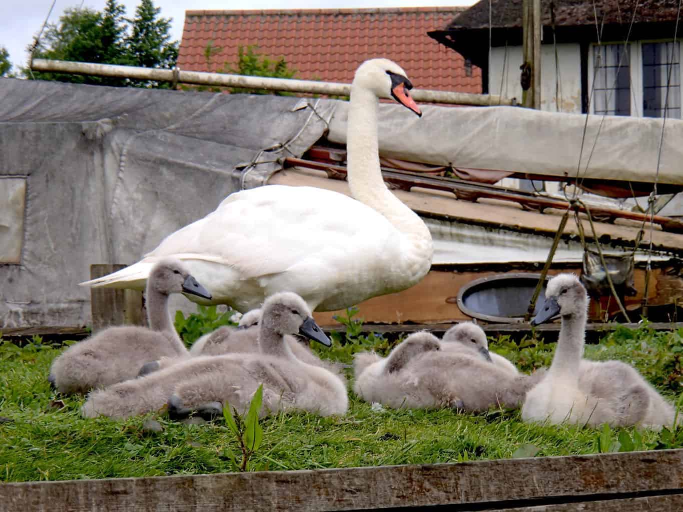 Mute Swan British Waterfowl Association