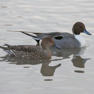 pair of Northern Pintail swimming